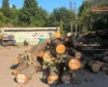 Вікові дуби стануть меблями. Допис «Київзеленбуду» про зрубані на Теремках дерева обурив киян