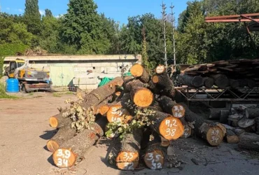 Вікові дуби стануть меблями. Допис «Київзеленбуду» про зрубані на Теремках дерева обурив киян