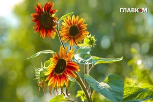 В Україну повернеться спека до +33: синоптики назвали дати
