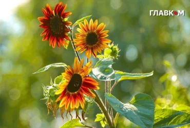В Україну повернеться спека до +33: синоптики назвали дати