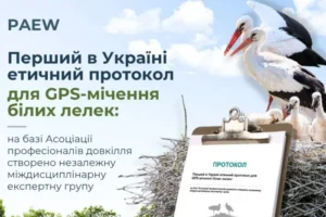 В Україні стартує проєкт GPS-моніторингу міграції білих лелек