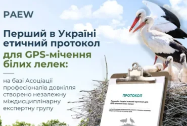 В Україні стартує проєкт GPS-моніторингу міграції білих лелек