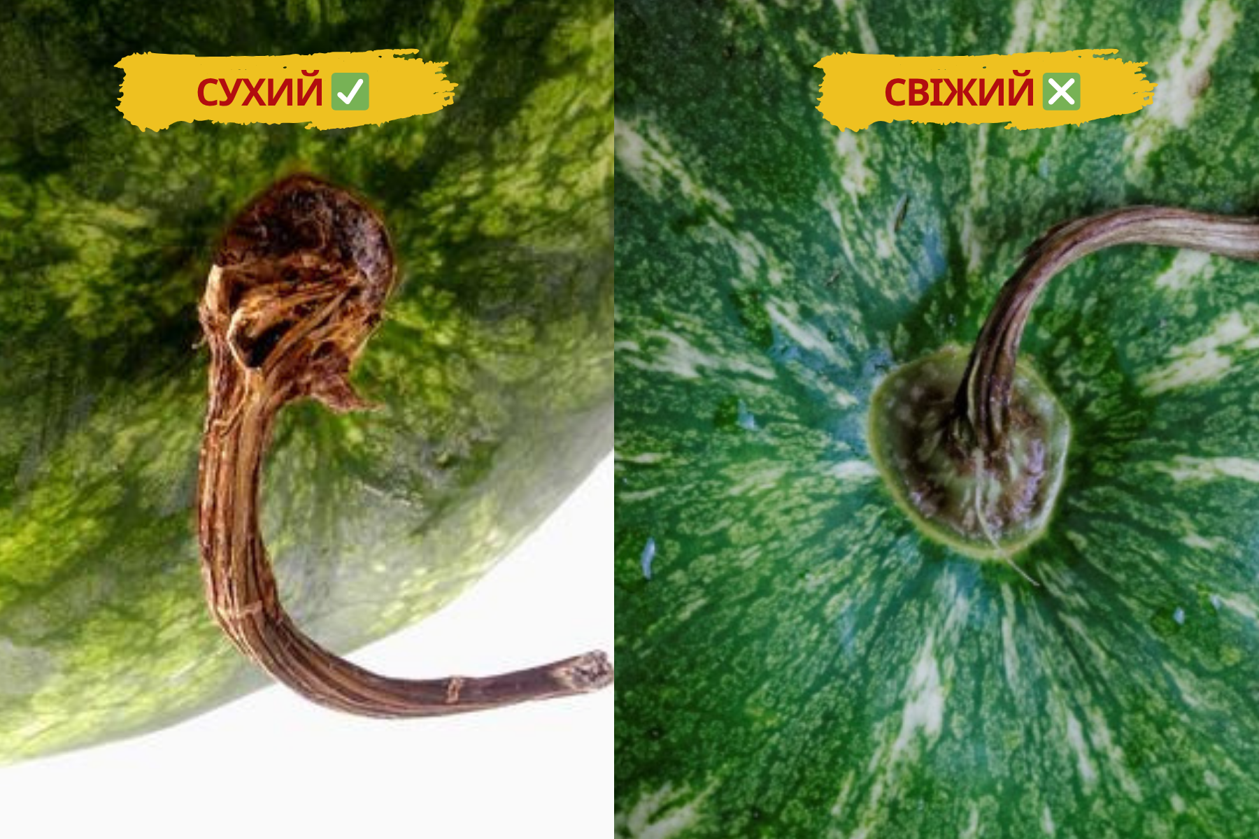 Як обрати стиглий та смачний кавун: корисні поради та головні секрети фото 2