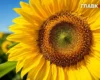 Україну накриє спека до +37: погода в Україні на 1 серпня