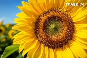 Україну накриє спека до +37: погода в Україні на 1 серпня