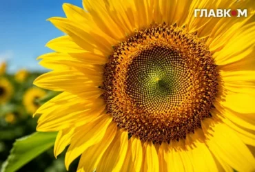 Україну накриє спека до +37: погода в Україні на 1 серпня