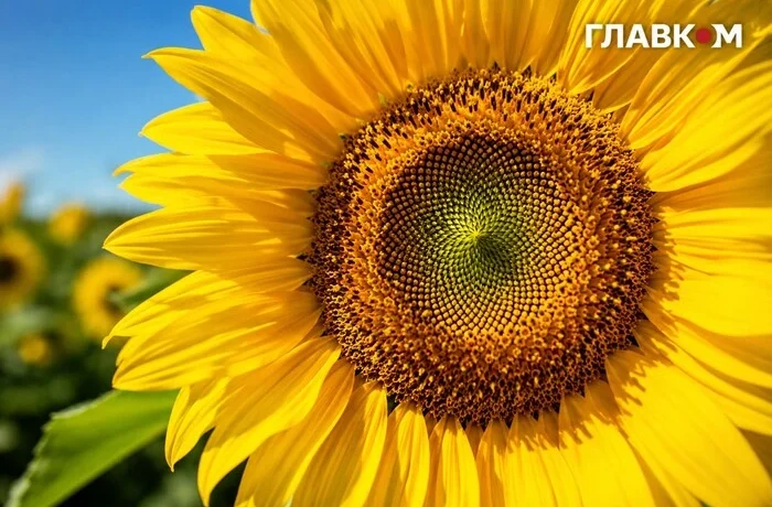 Україну накриє спека до +37: погода в Україні на 1 серпня