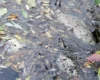 Тонни мертвої риби в трьох водоймах: на Київщині зафіксовано екологічну надзвичайну ситуацію