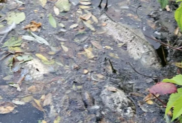 Тонни мертвої риби в трьох водоймах: на Київщині зафіксовано екологічну надзвичайну ситуацію