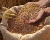 Світові ціни на пшеницю підскочили через удари по чорноморських портах – Financial Times