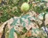 Порятунок неможливий? Еколог розповів, чому гинуть каштани та що їх замінить у столиці