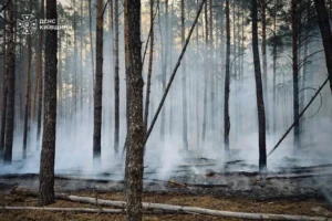 На Київщині рятувальники гасять масштабну лісову пожежу (відео)