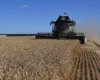 Російські аграрії опинилися на межі кризи після ударів по портах