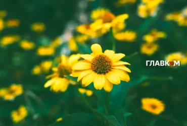 Україна сьогодні переживе пік аномальної спеки: коментар Гідрометцентру