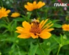 До +35° і короткочасні дощі у західних областях: прогноз погоди на 2 серпня