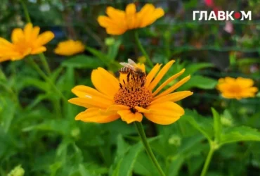 До +35° і короткочасні дощі у західних областях: прогноз погоди на 2 серпня