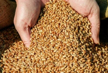 Світові покупці пшениці готуються до перебоїв із поставками: у чому причина