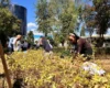До Дня Незалежності у столичному сквері на Почайній з’явилося 500 нових рослин