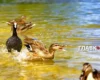 Україну накриє спека до +40°: синоптикиня назвала дату похолодання