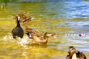 Україну накриє спека до +40°: синоптикиня назвала дату похолодання