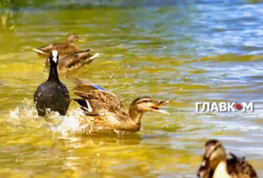 Україну накриє спека до +40°: синоптикиня назвала дату похолодання