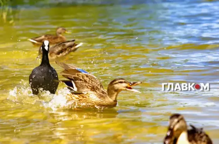 Україну накриє спека до +40°: синоптикиня назвала дату похолодання