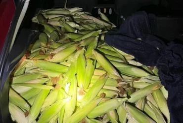 У Німеччині троє українців викрали з поля 300 кг кукурудзи