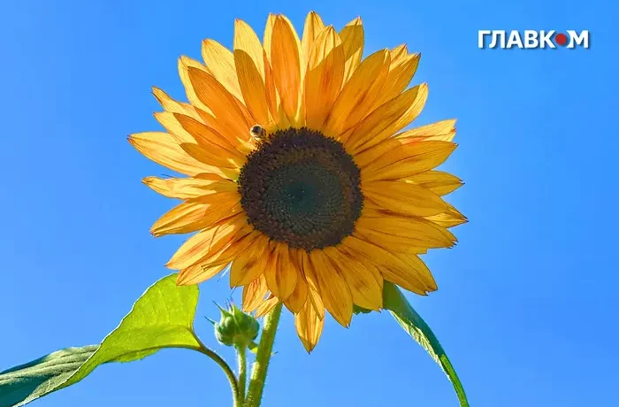 Україна оновила температурні рекорди: де зафіксували аномальну спеку