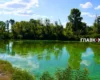Дніпро перетворюється на болото: біолог назвав рибу-рятівника