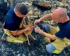 Українські надзвичайники врятували козулю під час ліквідації пожежі у Франції