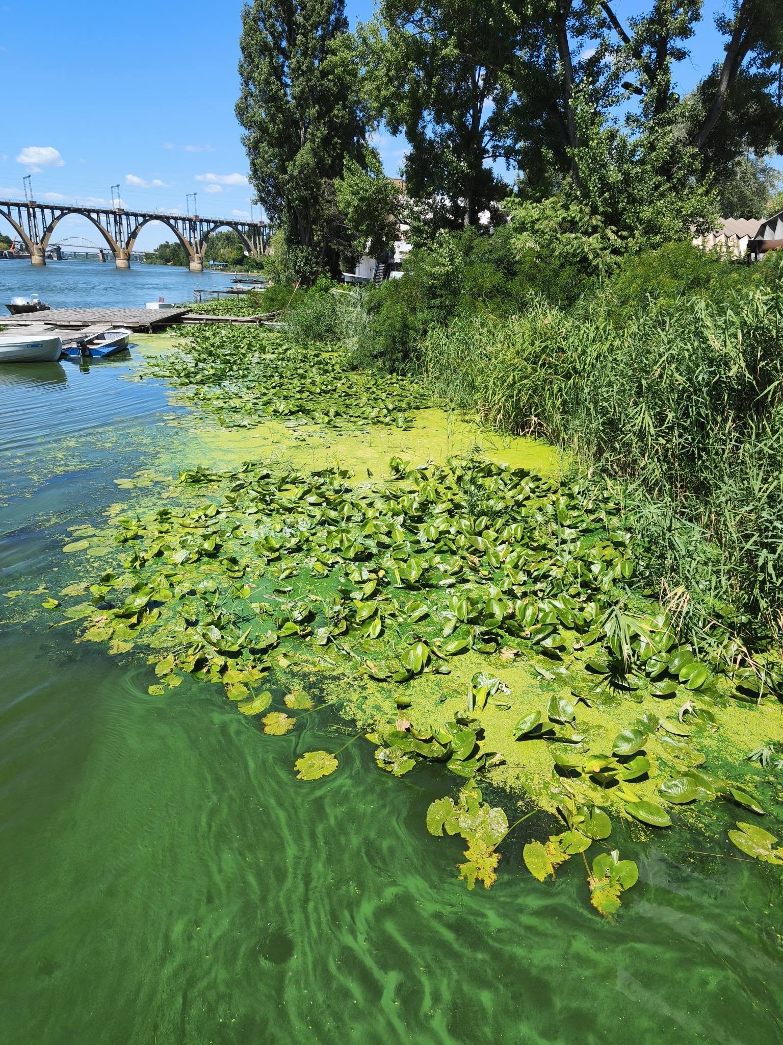 Цвітіння води у Дніпрі