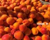 Де у Києві проходитимуть продуктові ярмарки 18-23 серпня (адреси)