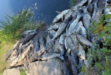 На Київщині зафіксовано масовий мор риби: влада Борщагівки звернулася до жителів