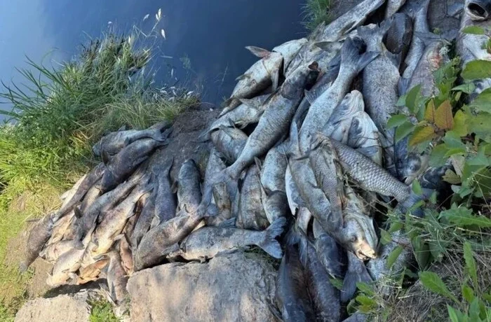 На Київщині зафіксовано масовий мор риби: влада Борщагівки звернулася до жителів