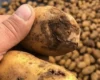 Експертка розповіла, чи буде картопля знову масово гнити при зберіганні взимку