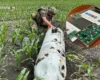 З чого Росія штампує ракети й «шахеди»: ГУР пояснив, де ворог бере ключові деталі