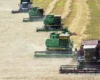 Росія втратила понад третину експорту зерна за липень