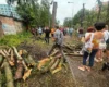 «Іншого коридору немає». Влада пояснила вирубку дерев під тепломережу на Теремках