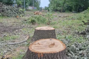 Понад 38 тис. дерев за півтора року: дослідження показало масштаби вирубок у столиці