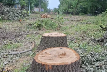 Понад 38 тис. дерев за півтора року: дослідження показало масштаби вирубок у столиці