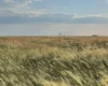 У Києві відбудеться виставка у темряві «Справжній степ»