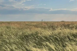 У Києві відбудеться виставка у темряві «Справжній степ»