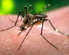 В Україні за пів року зафіксовано два випадки гарячки Західного Нілу: як уберегтися
