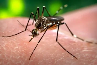 В Україні за пів року зафіксовано два випадки гарячки Західного Нілу: як уберегтися