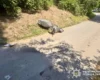 Смертельна аварія на Білоцерківщині: водій моторолера загинув після падіння