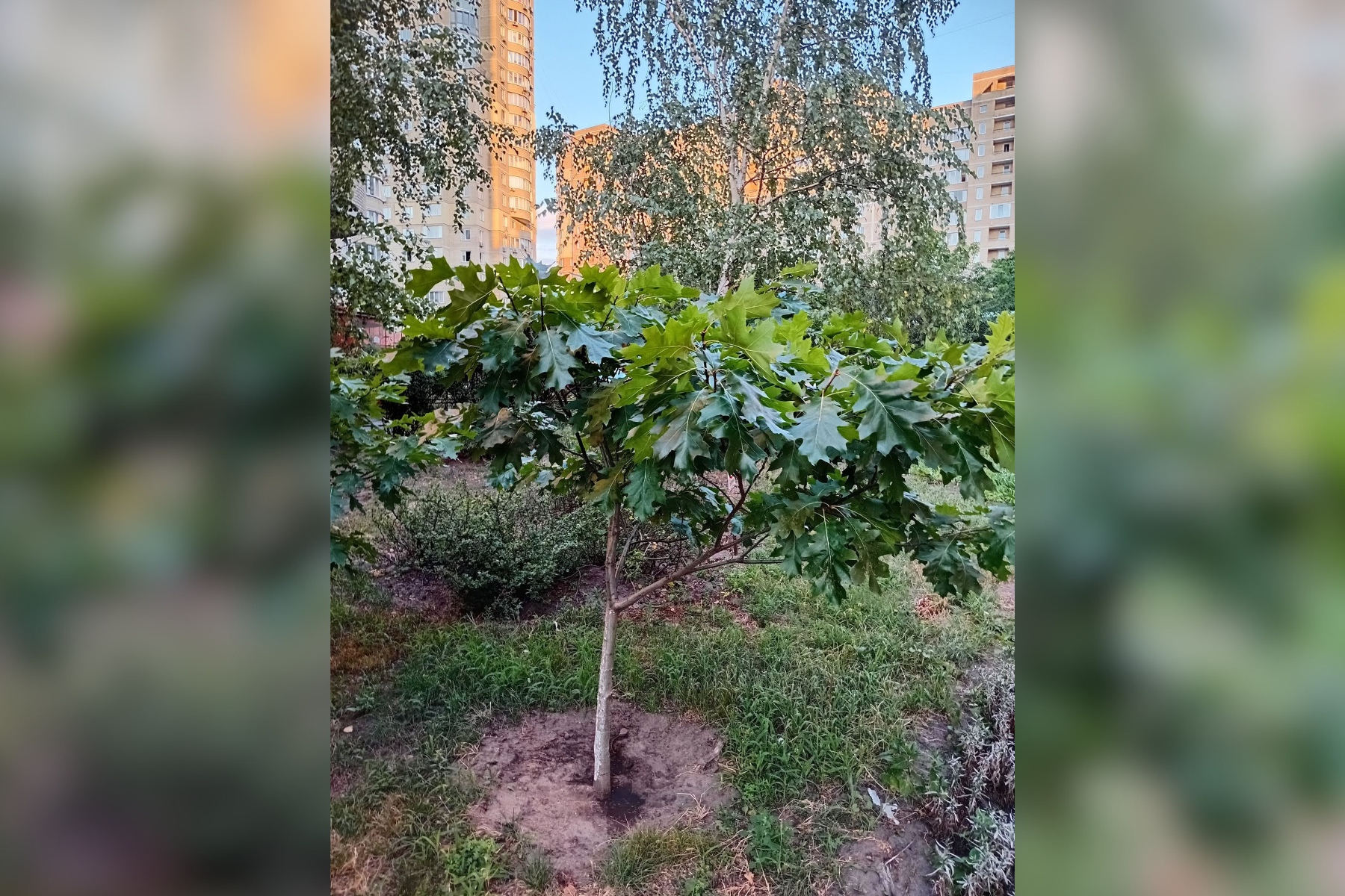 Влада Києва нищить столітні дуби. Які закони порушено на Теремках фото 1