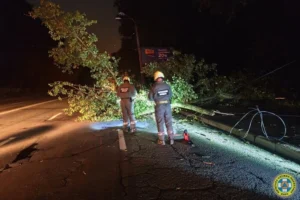 У Шевченківському районі дерево впало на дорогу та обірвало лінію електропередачі (фото)