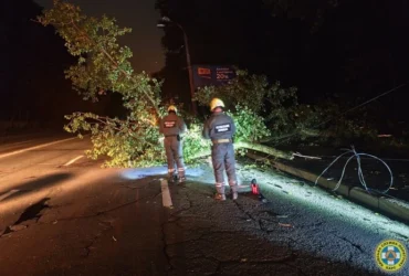 У Шевченківському районі дерево впало на дорогу та обірвало лінію електропередачі (фото)