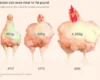 Курка стала найуспішнішим індустріальним продуктом епохи