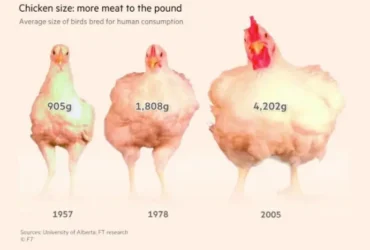 Курка стала найуспішнішим індустріальним продуктом епохи